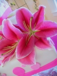 whimsical hot pink lillies